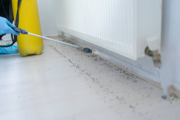 Best Pest Control for Homes  in Bronxville, NY
